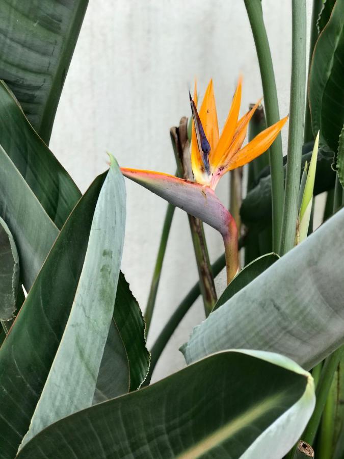 Estrelicia Apartamento *